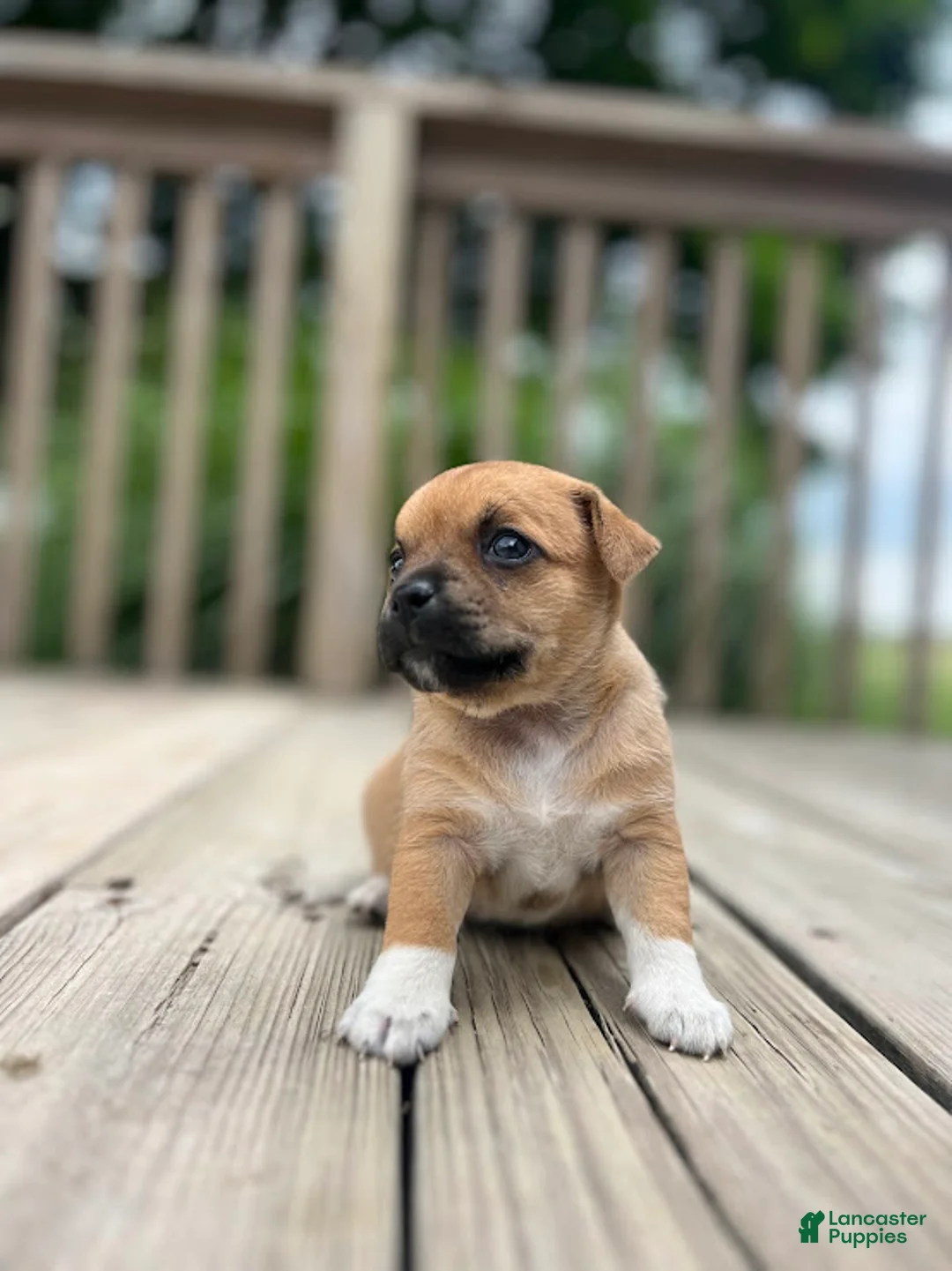 Jug dogs for sale: Lelé - Ad 2