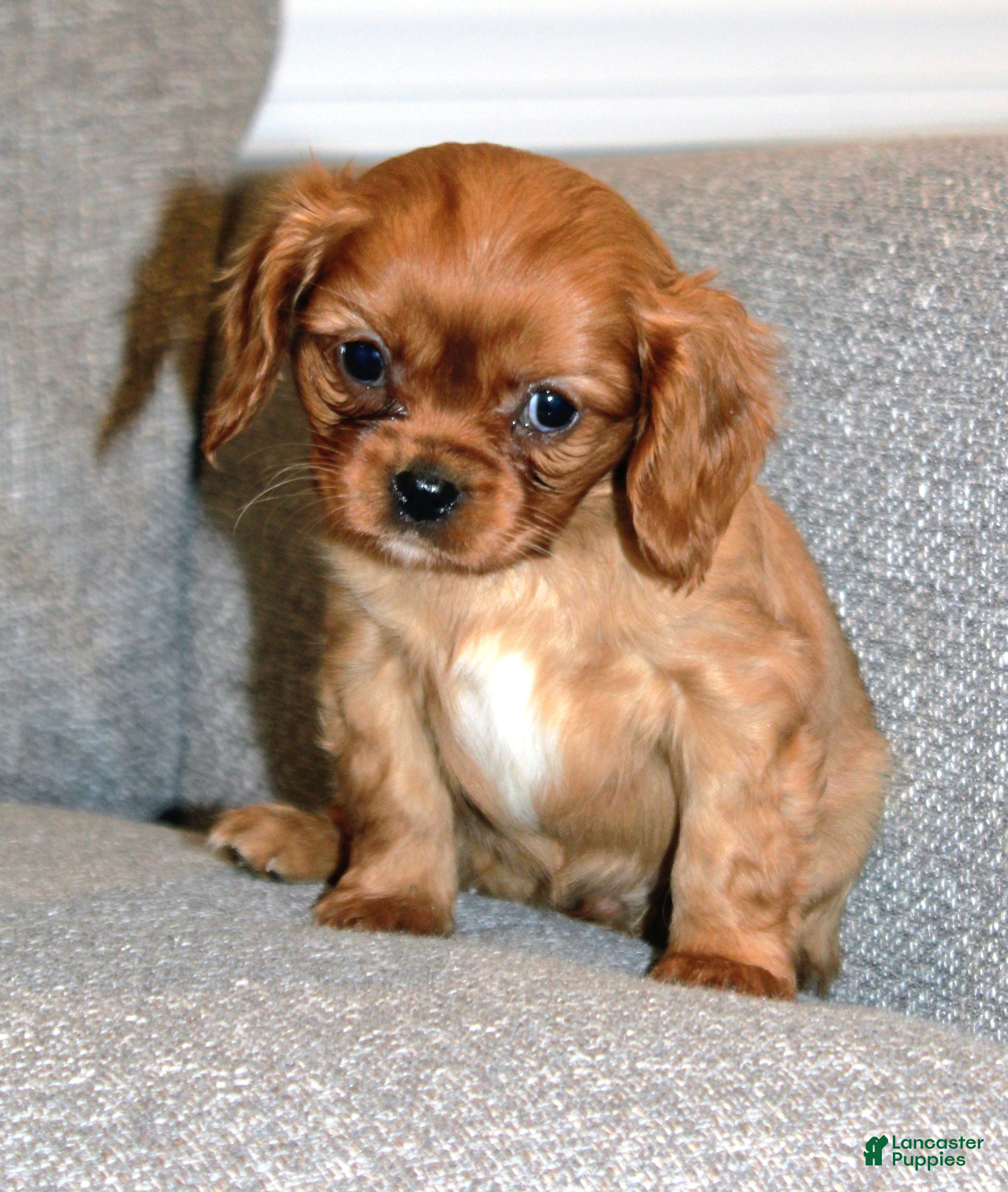 Cavalier King Charles Spaniel dogs Cavalier King Charles Spaniel Puppy 1 - Ad 6