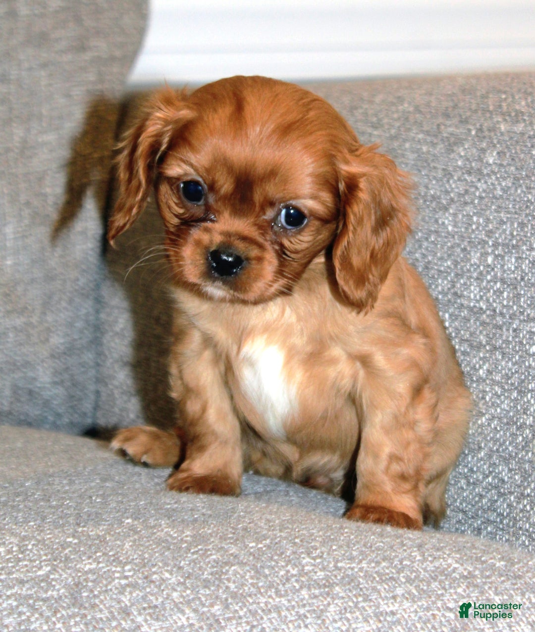 Cavalier King Charles Spaniel dogs for sale: Cavalier King Charles Spaniel Puppy 1 - Ad 1