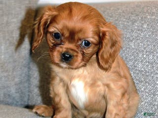 Cavalier King Charles Spaniel dogs Cavalier King Charles Spaniel Puppy 1 - Ad 24