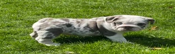English Bulldog dogs for sale:   Faith - Ad 2