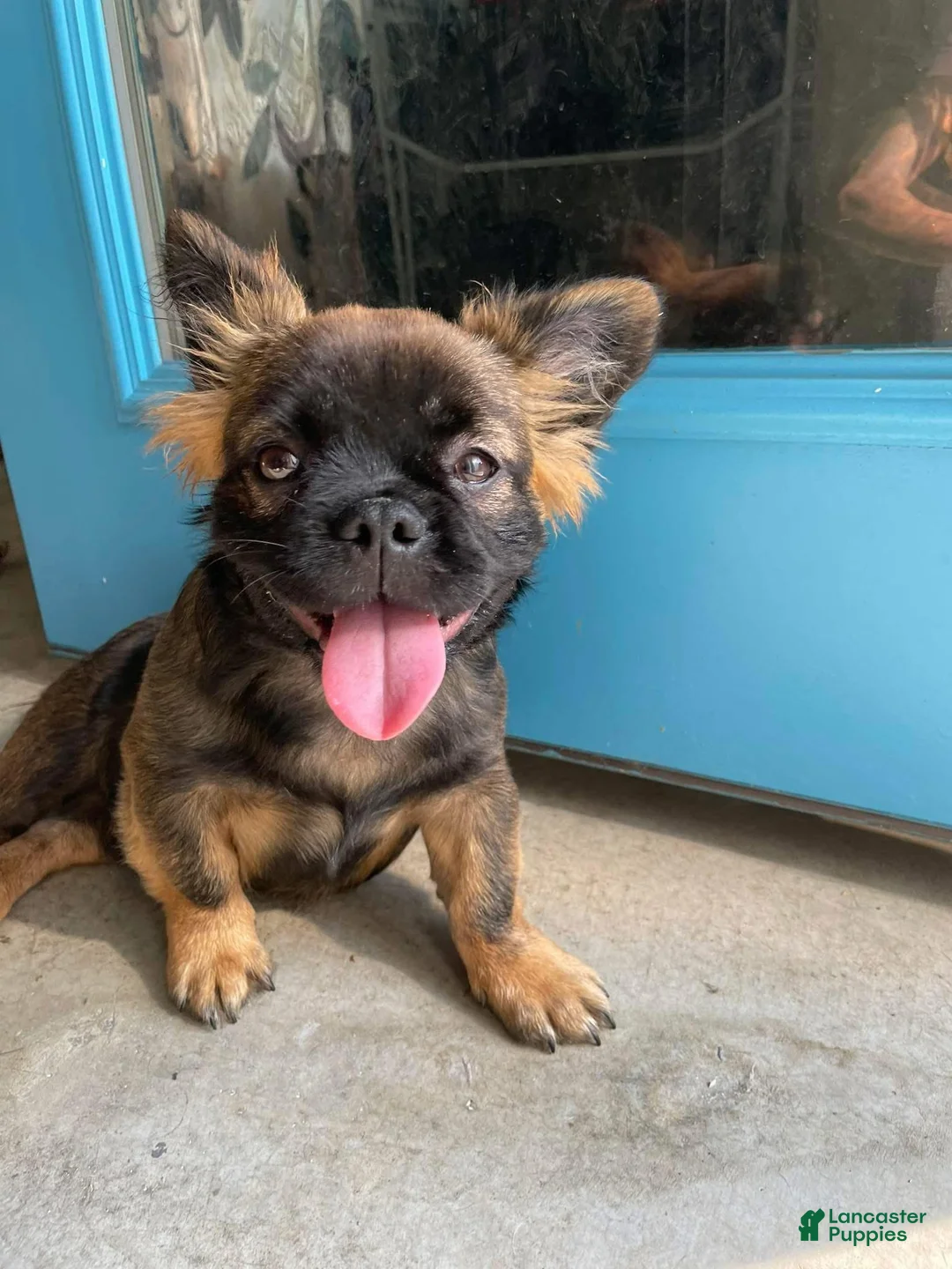 French Bulldog dogs for sale: French Bulldog  - Ad 4