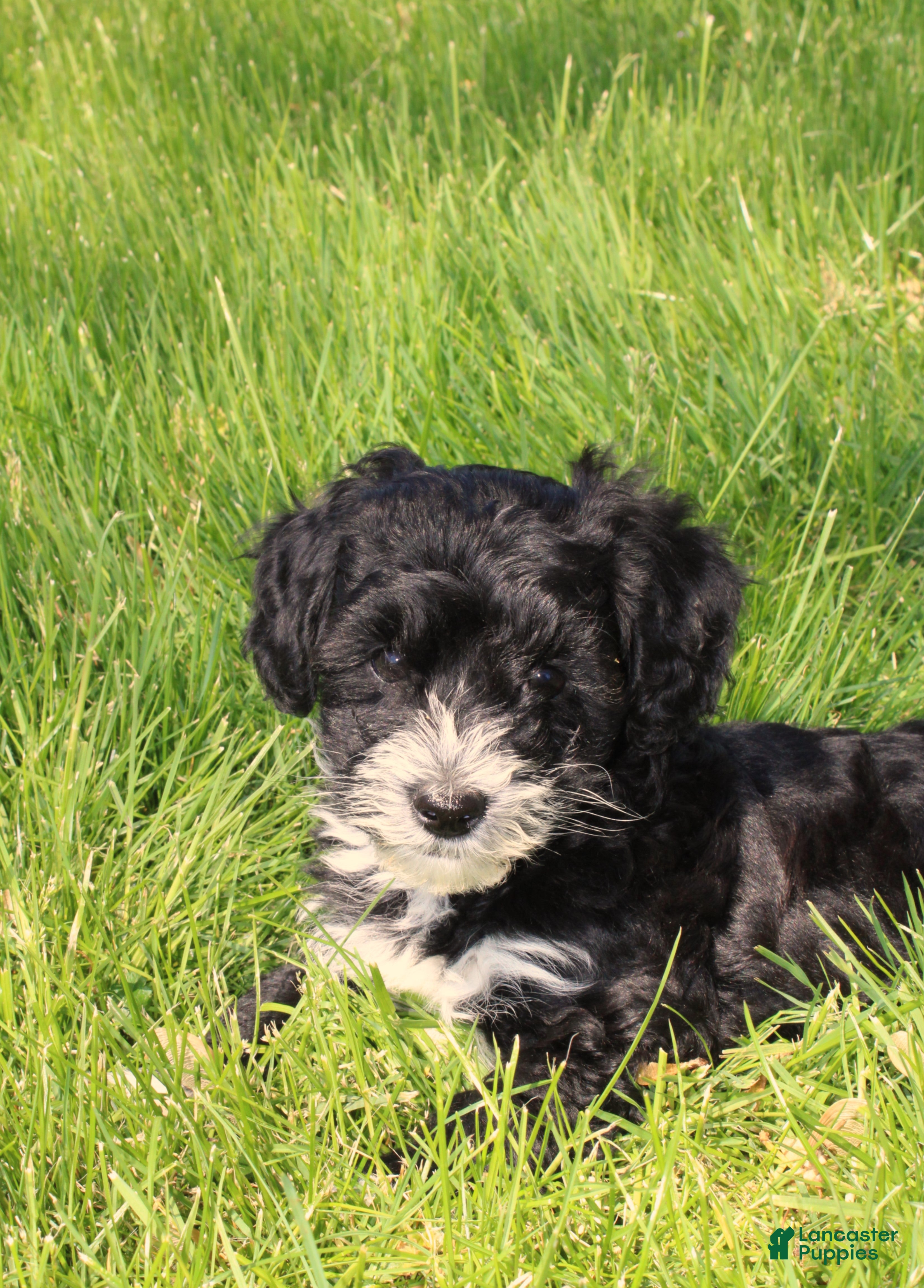 Havapoo dogs Toby - Ad 1