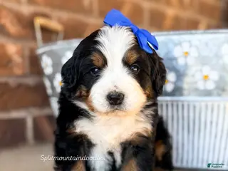 Bernedoodle dogs Charlotte - Ad 5