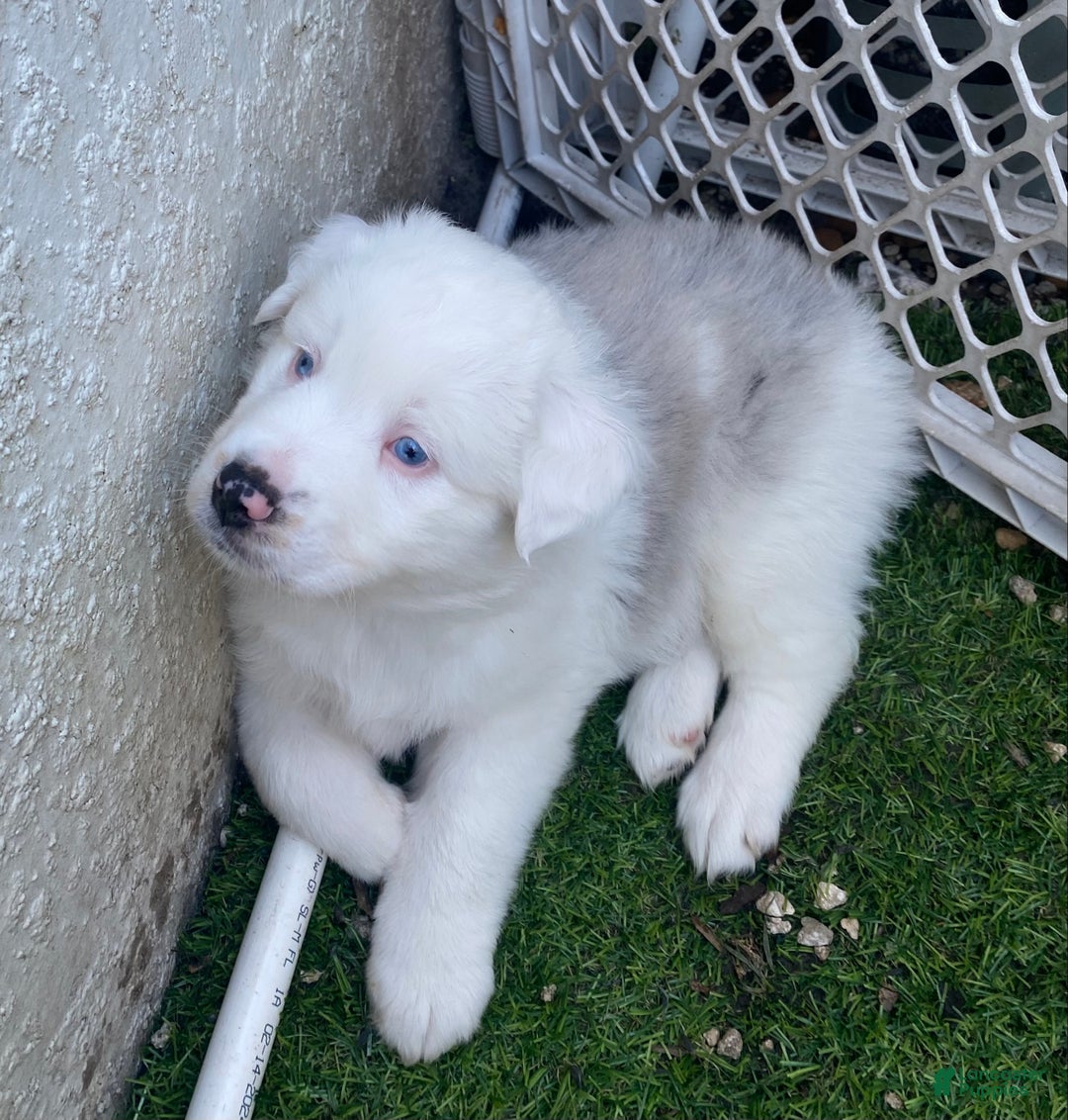 Miniature Australian Shepherd dogs for sale: Miniature Australian Shepherd Puppy 1 - Ad 1