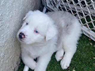 Miniature Australian Shepherd dogs Miniature Australian Shepherd Puppy 1 - Ad 7