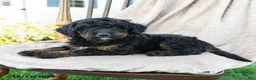 Mini Bernedoodle dogs for sale: Badger - Ad 4