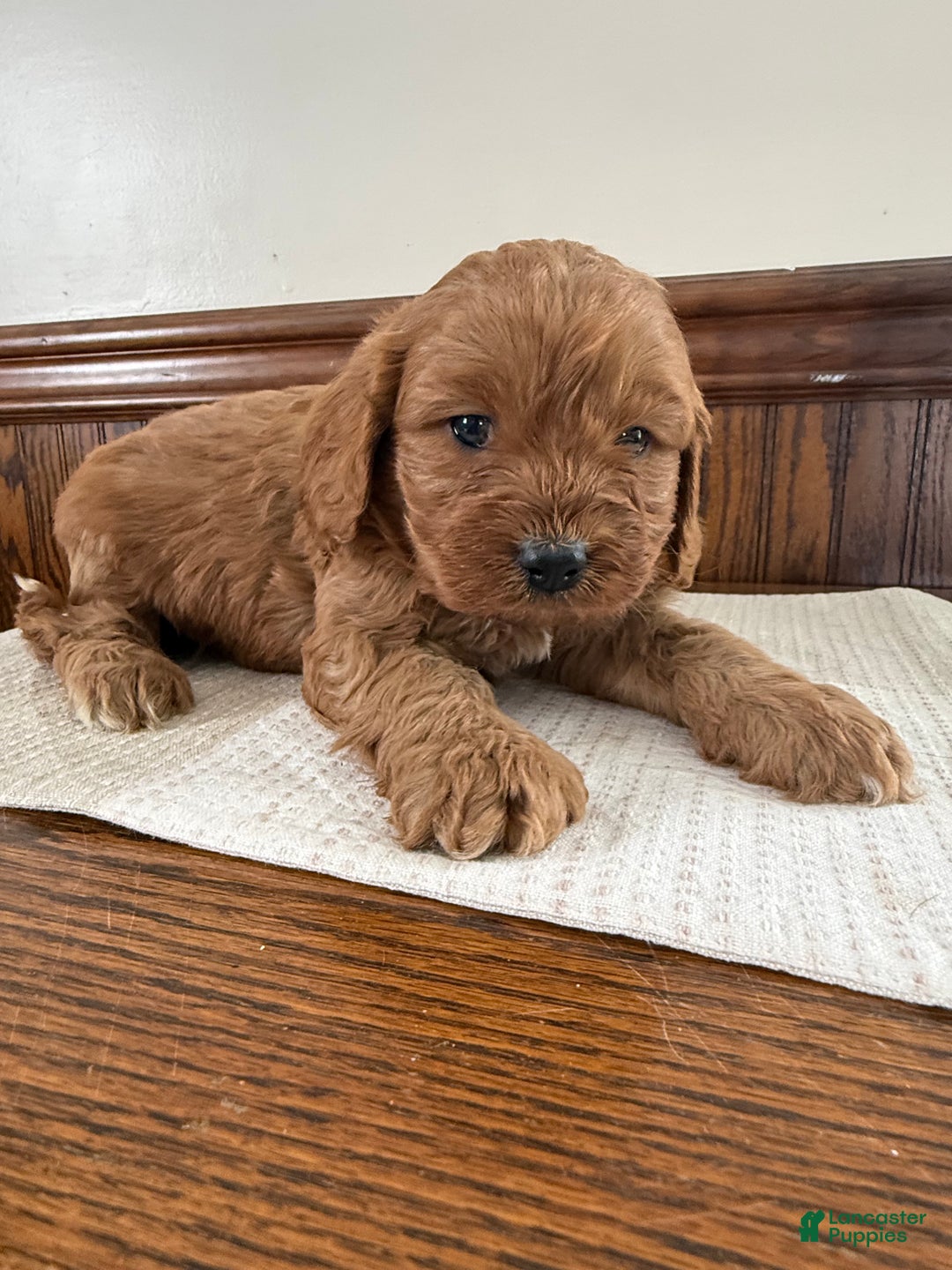 Cavapoo dogs for sale: Cavapoo Puppy 3 - Ad 2