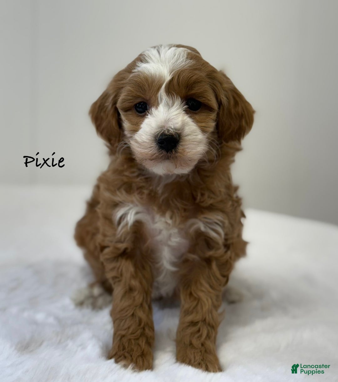 Mini Goldendoodle dogs for sale: Pixie - Ad 1