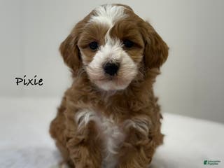 Mini Goldendoodle dogs Pixie - Ad 8