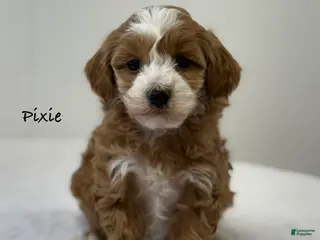 Mini Goldendoodle dogs Pixie - Ad 40