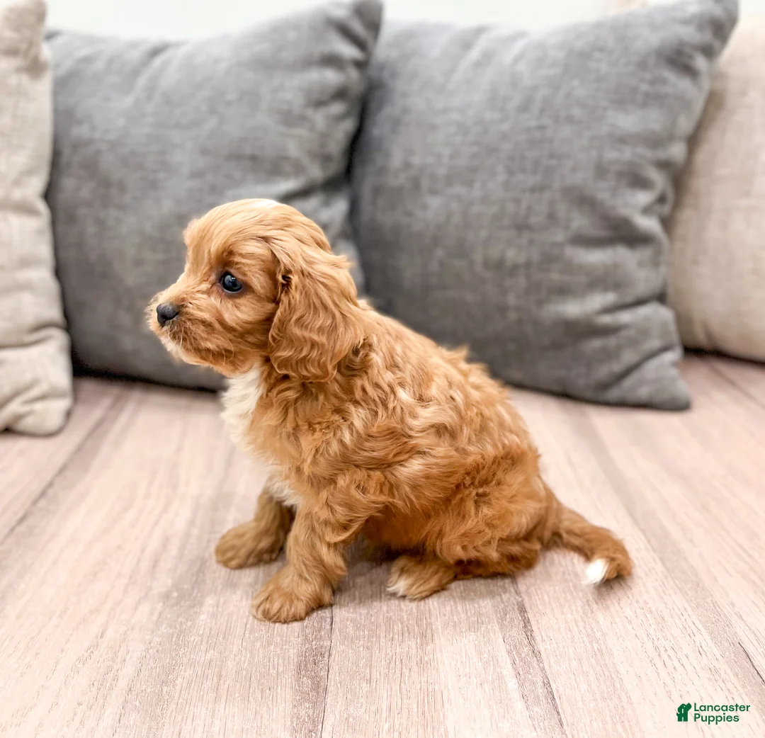 Cavapoo dogs for sale: Ranger - Ad 4