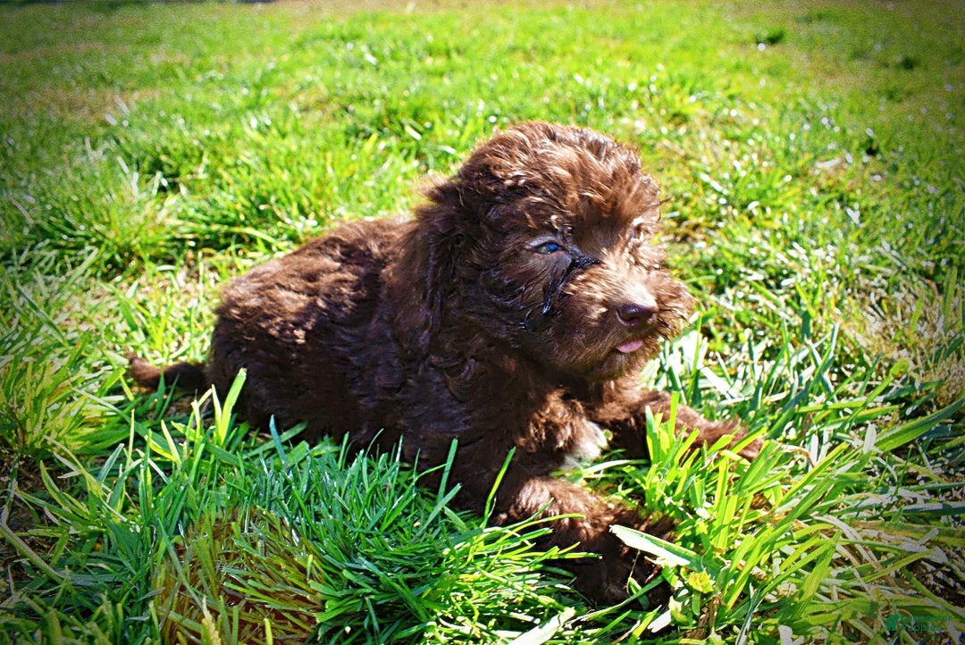 Havapoo dogs for sale: Itsy - Ad 10