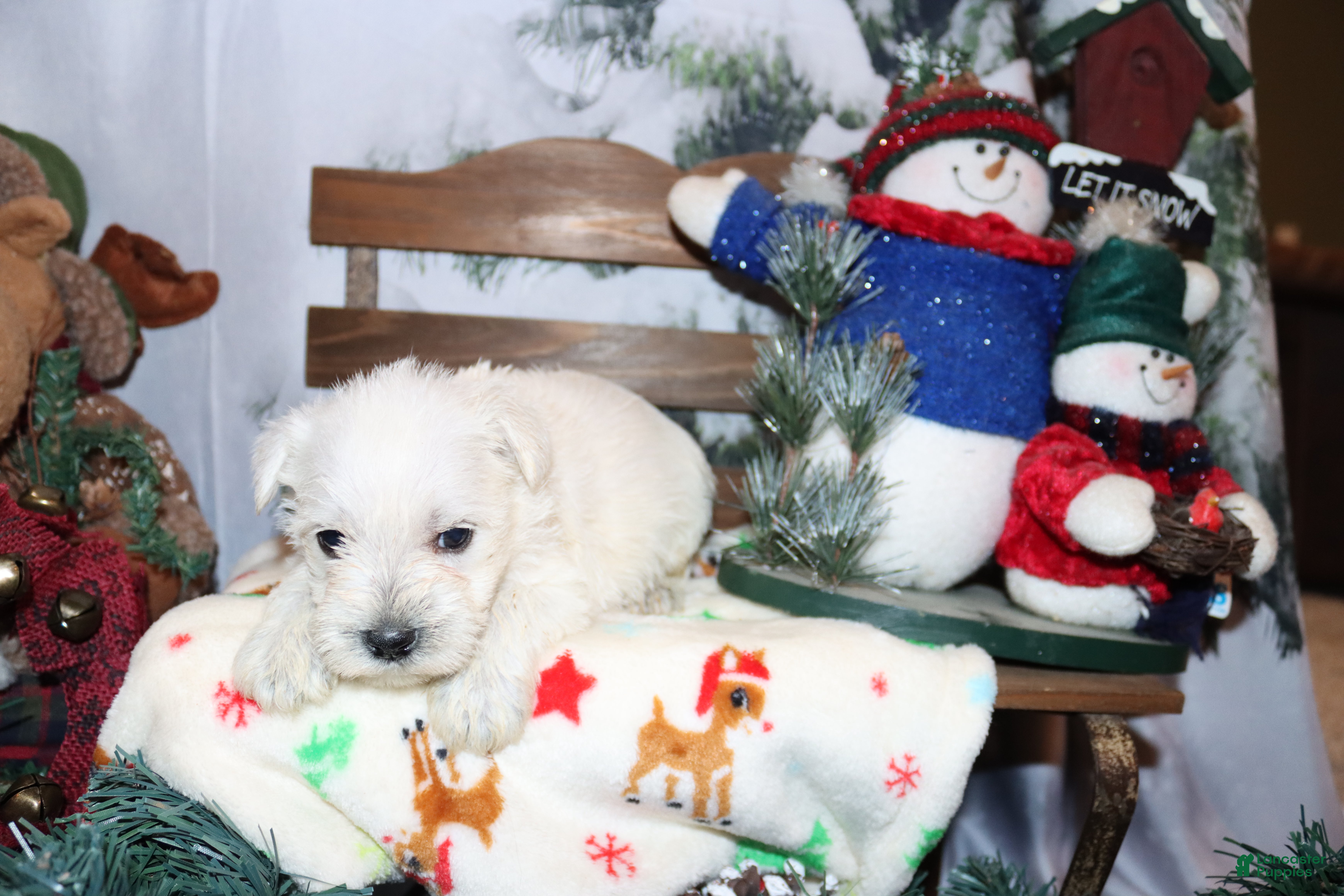 Miniature Schnauzer dogs simba - Ad 36