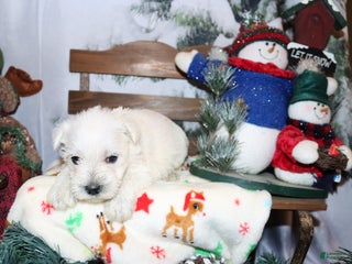 Miniature Schnauzer dogs simba - Ad 36