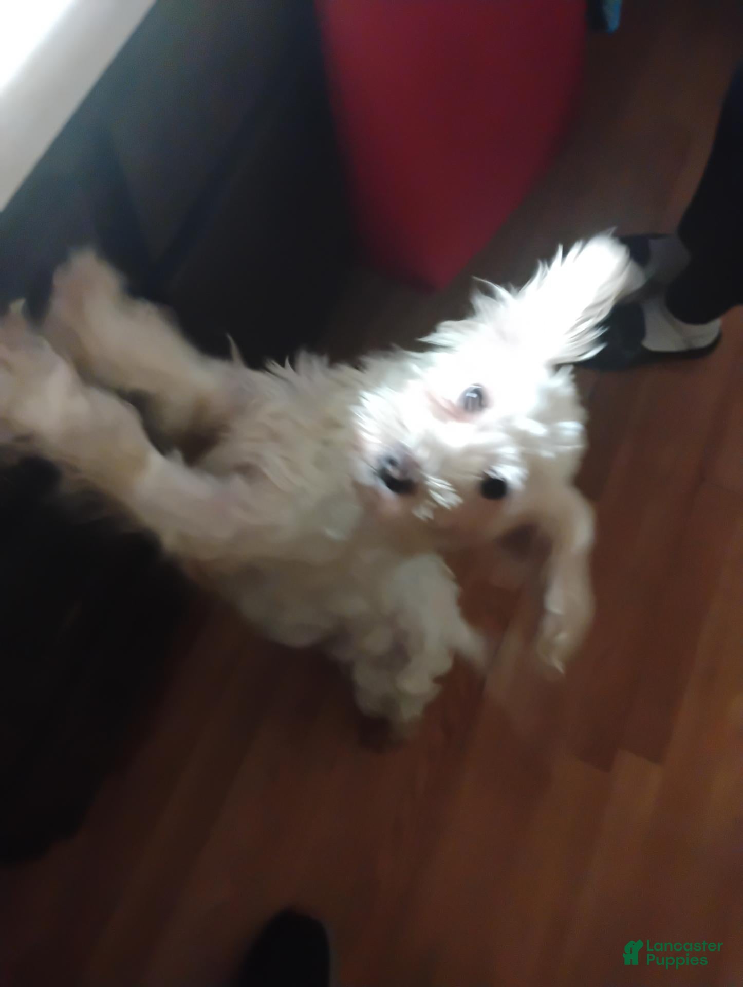 Mixed Breed dogs for sale: Mixed Breed 3 - Ad 2