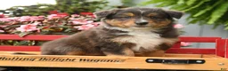 Australian Shepherd dogs for sale: Rain - Ad 5