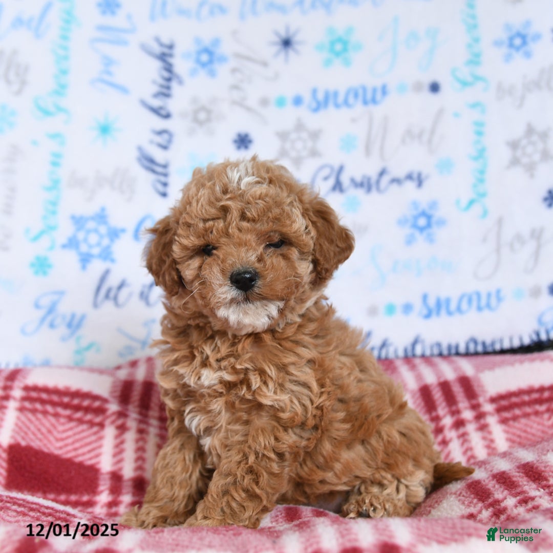 Miniature Poodle dogs for sale: Mac  - Ad 4