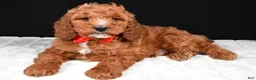 Cavapoo dogs for sale: Chester - Ad 2
