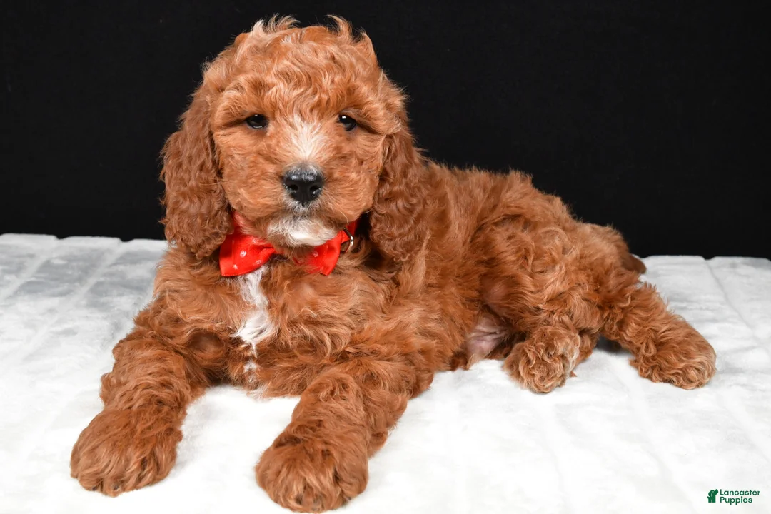Cavapoo dogs for sale: Chester - Ad 2