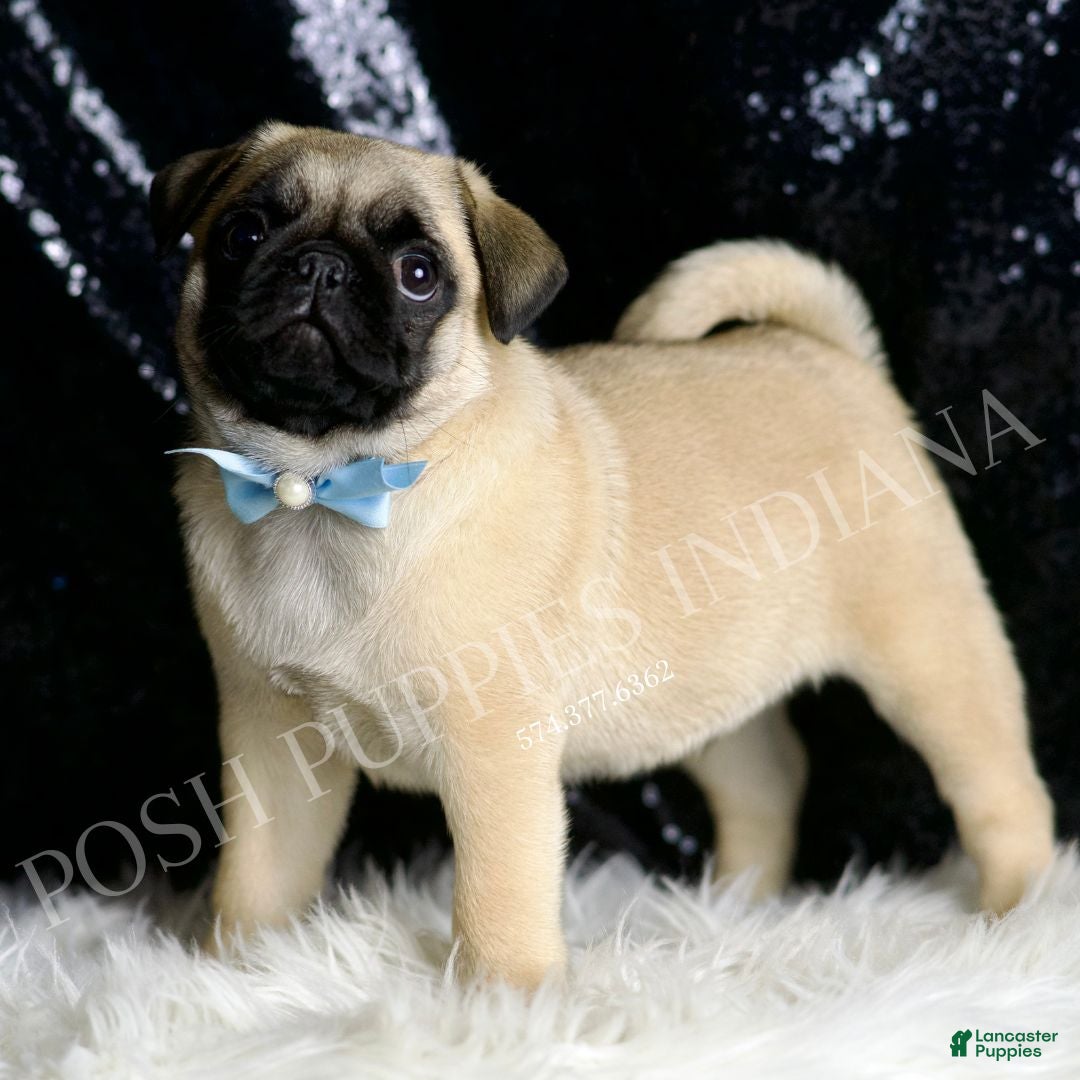 Pug dogs Rocky - Ad 12