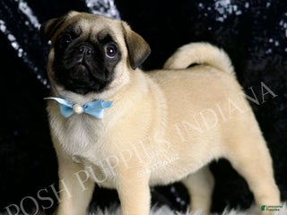 Pug dogs Rocky - Ad 28