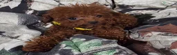 Toy Poodle dogs for sale: MeiMei 3lb full grown  - Ad 11