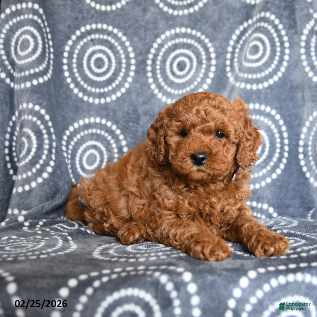 Mini Goldendoodle dogs for sale: Buck - Ad 3