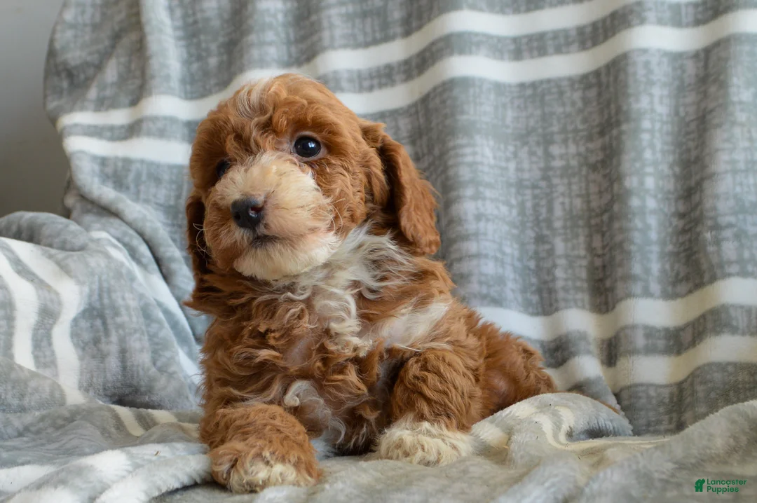 Miniature Poodle dogs for sale: Pearl - Ad 2