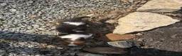Basset Hound dogs for sale: Jackie - Ad 1