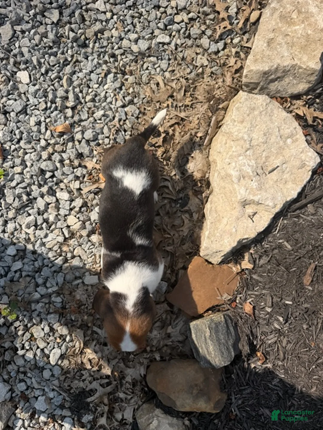 Basset Hound dogs for sale: Jackie - Ad 1