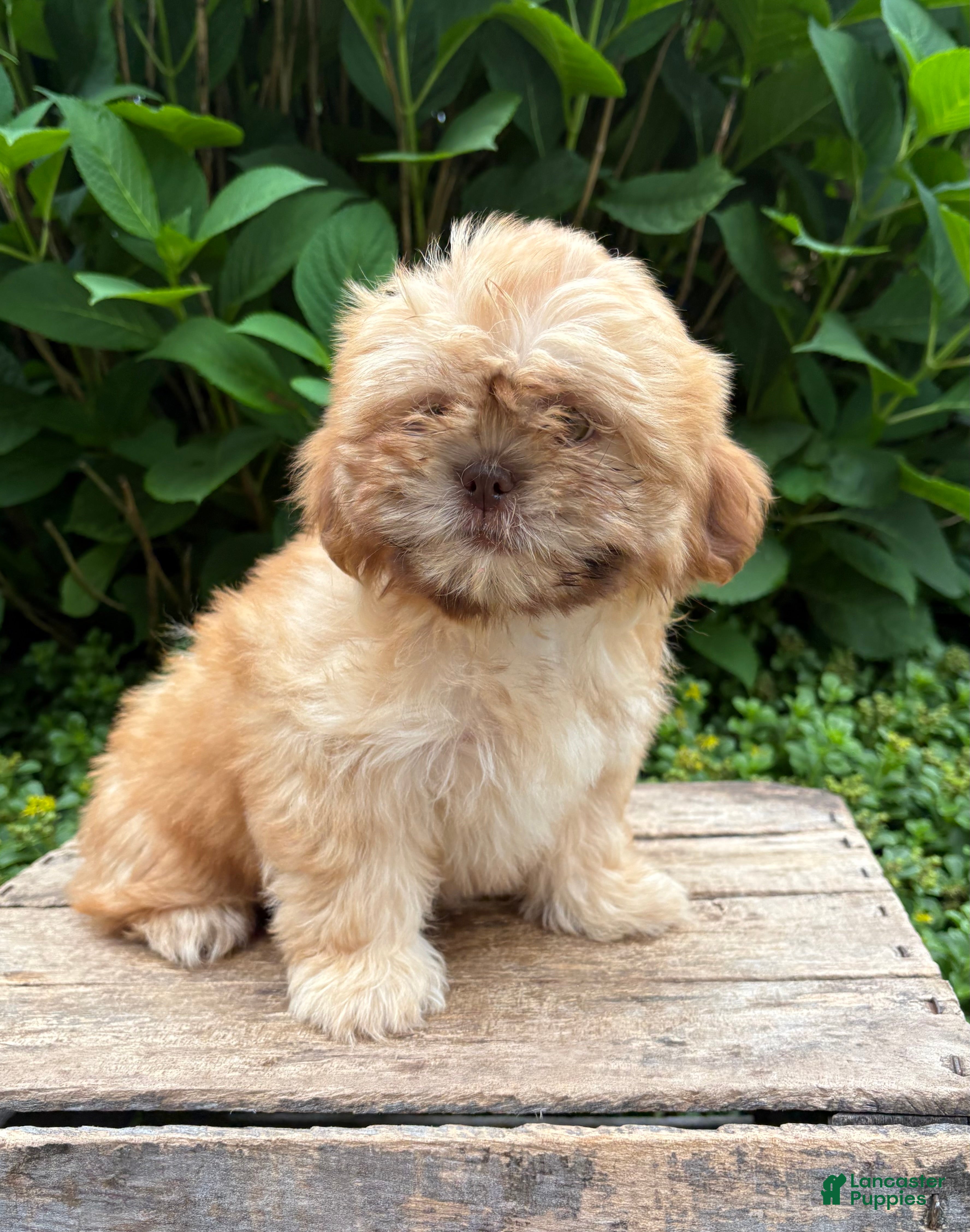Shih Tzu dogs Java - Ad 1