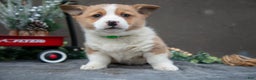 Welsh Corgi Pembroke dogs for sale: Kit Kat - Ad 1