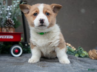 Welsh Corgi Pembroke dogs Kit Kat - Ad 28