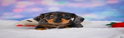 Miniature Dachshund dogs for sale: Rolex - Ad 3