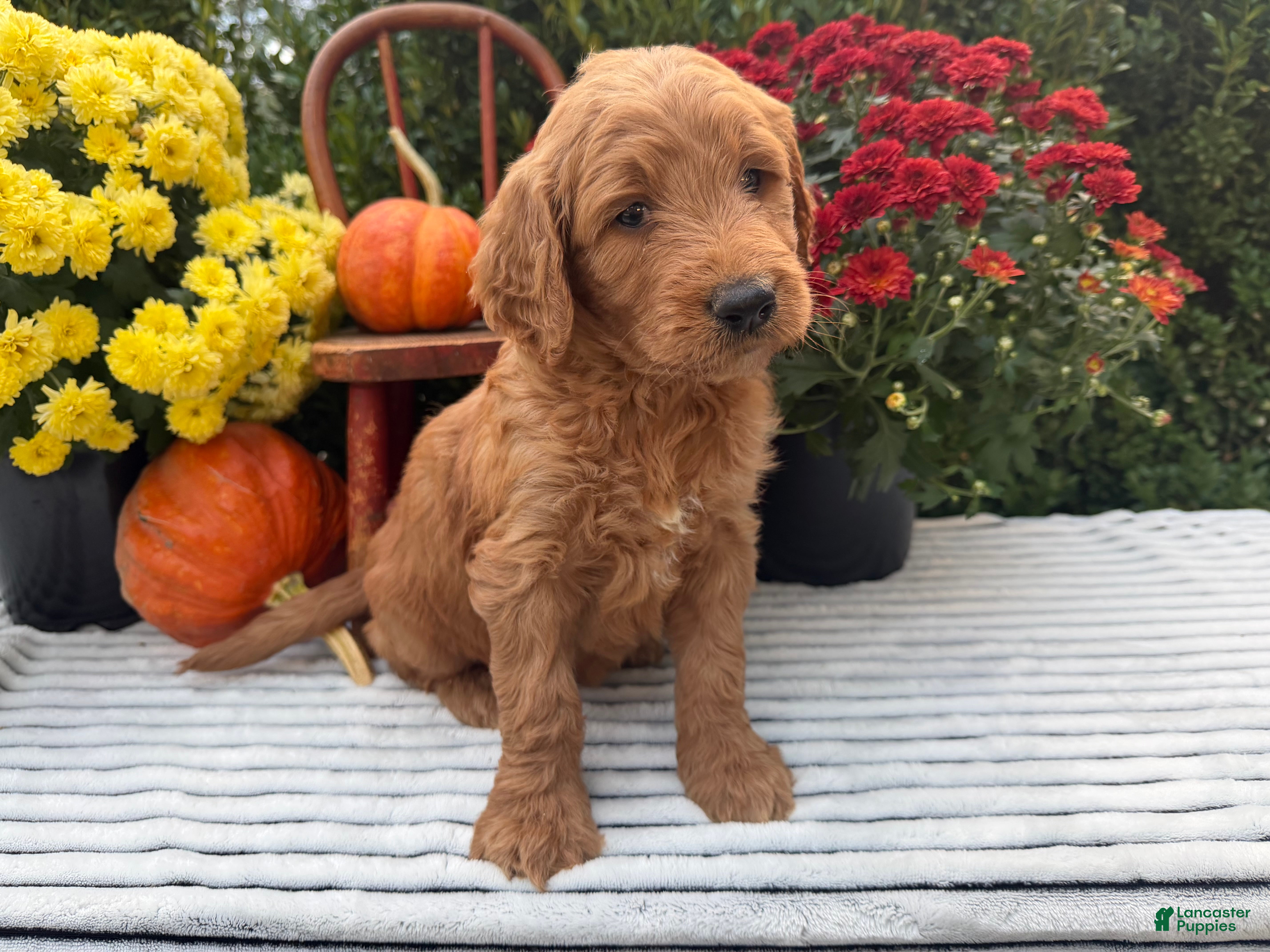 Goldendoodle dogs JENNY  - Ad 2