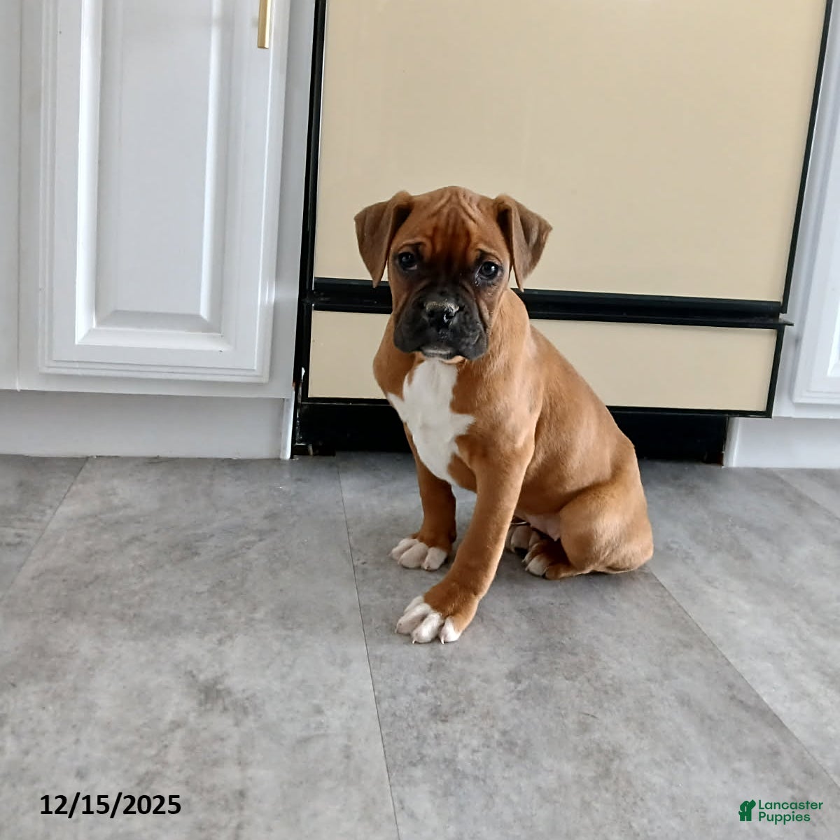 Boxer dogs Shimmer - Ad 3