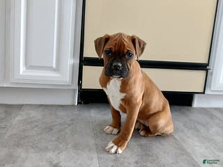 Boxer dogs Shimmer - Ad 20