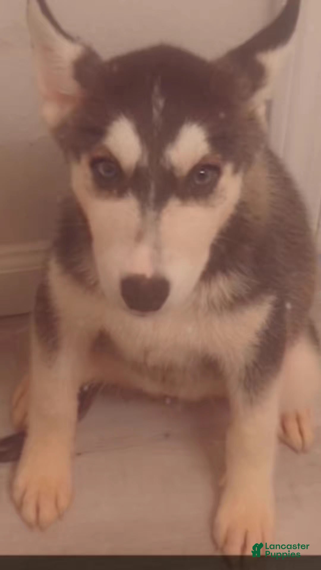 Siberian Husky dogs Siberian Husky Puppy 5 - Ad 17