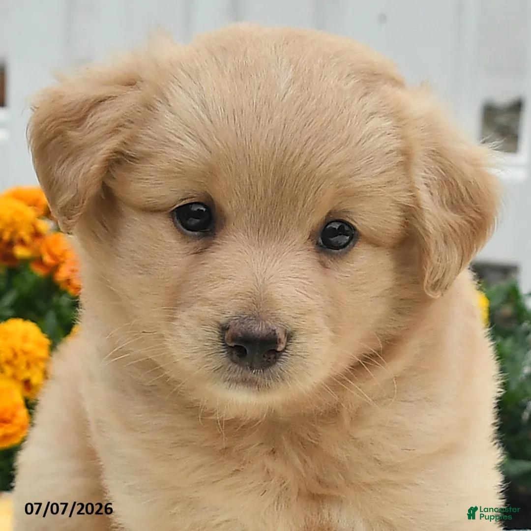 Mixed Breed dogs for sale: Frank  - Ad 3