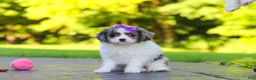 Cavapoo dogs for sale: Katie - Ad 7