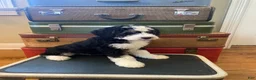 Mini Bernedoodle dogs for sale: Peppermint Patty - Ad 12