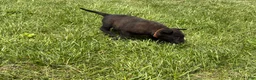 Belgian Malinois dogs for sale: Boulder - Ad 5