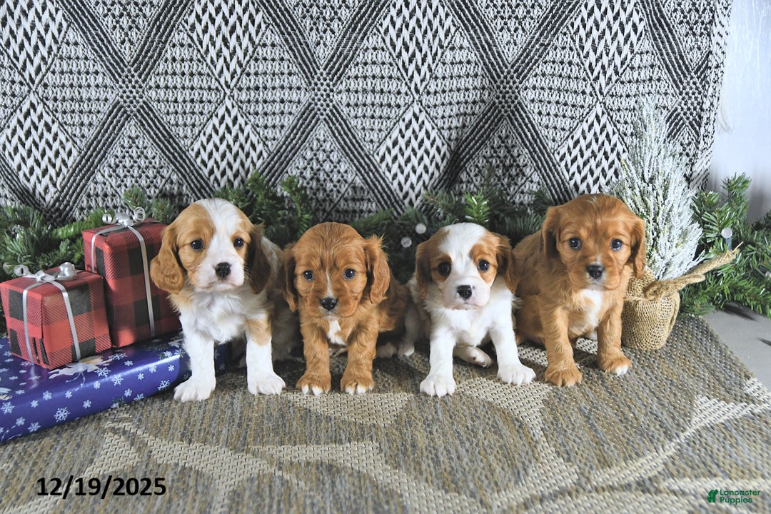 Cavalier King Charles Spaniel dogs for sale: Allie - Ad 2