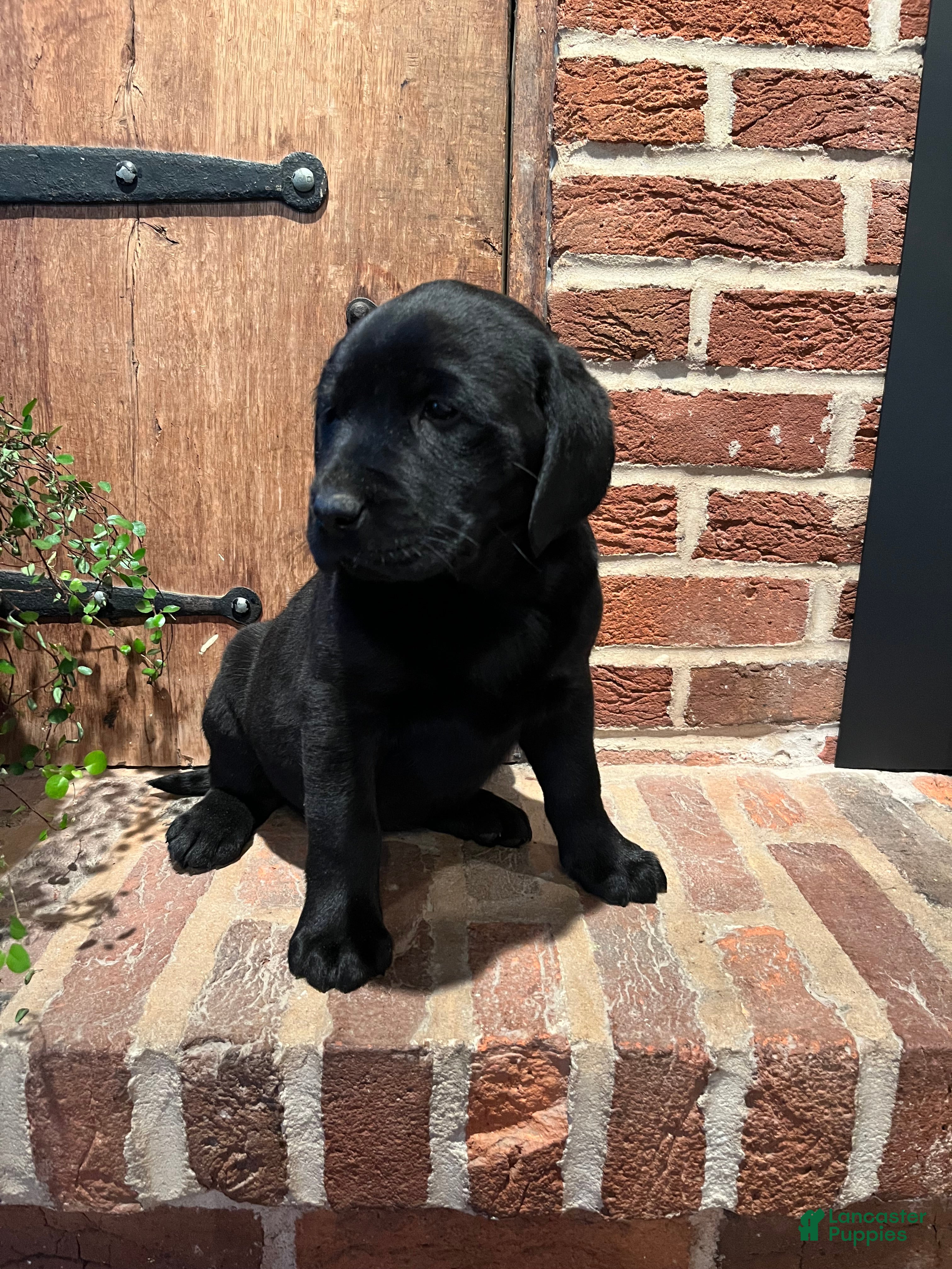 Labrador Retriever dogs Lily  - Ad 1