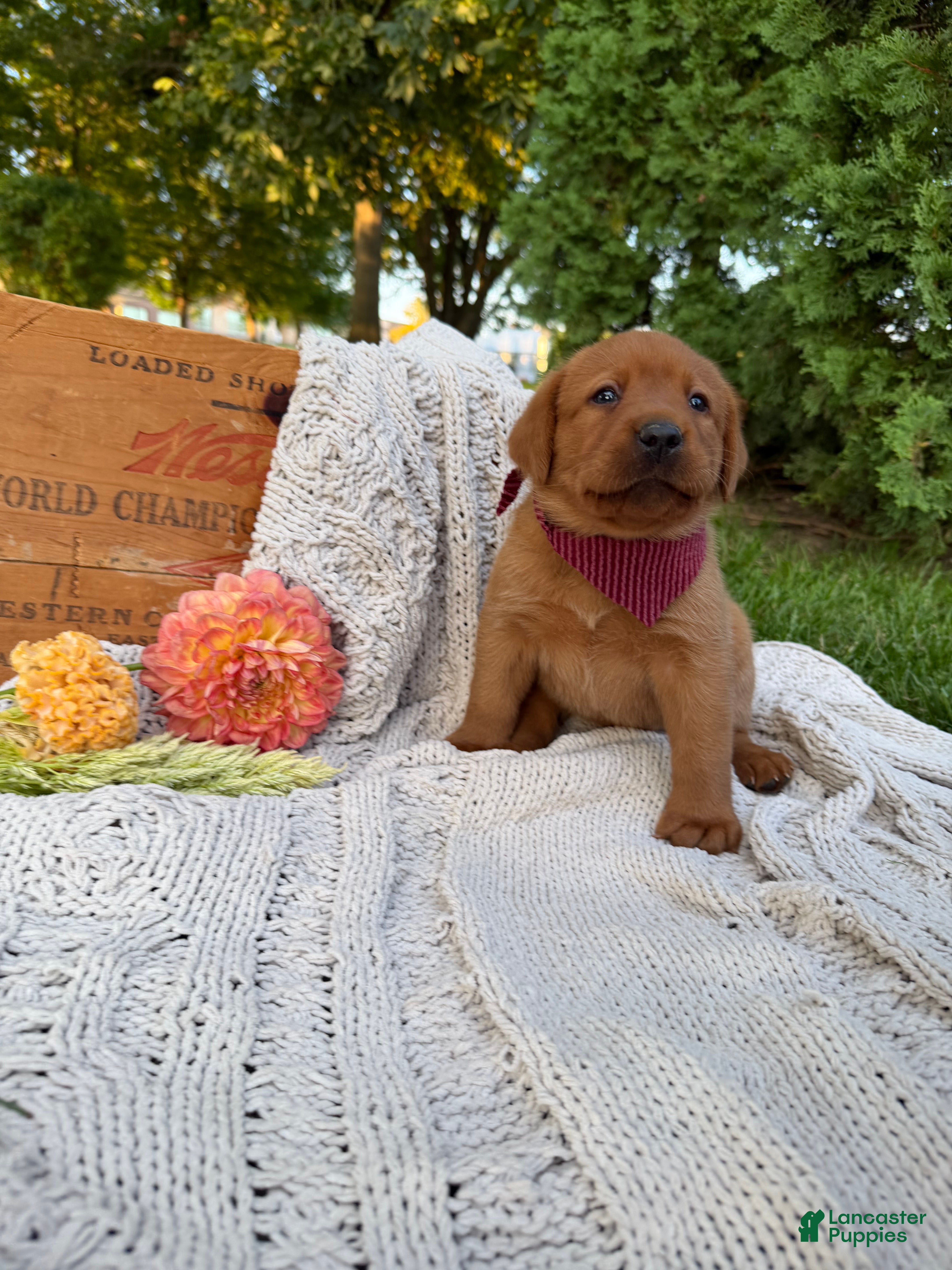 Labrador Retriever dogs for sale: Hazel - Ad 2