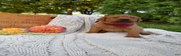 Labrador Retriever dogs for sale: Hazel - Ad 1