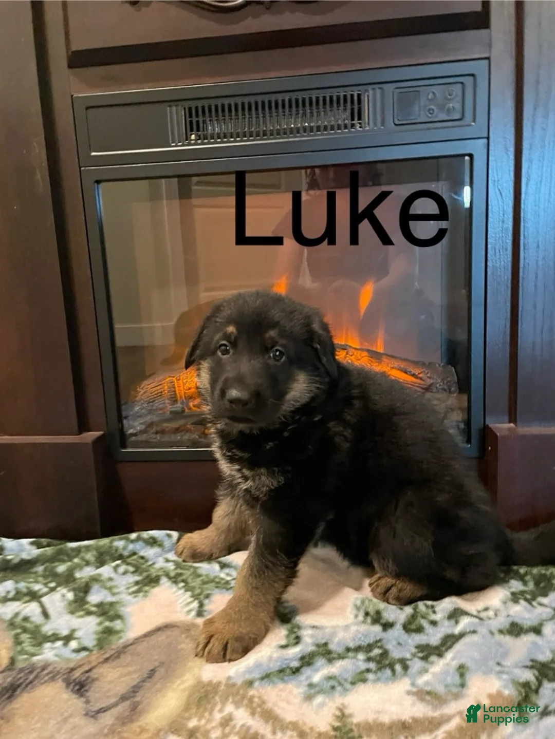 German Shepherd dogs for sale: Luke - Ad 2