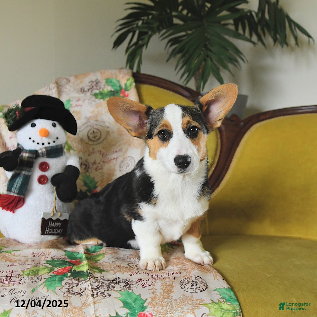 Welsh Corgi Pembroke dogs for sale: Nickle  - Ad 1