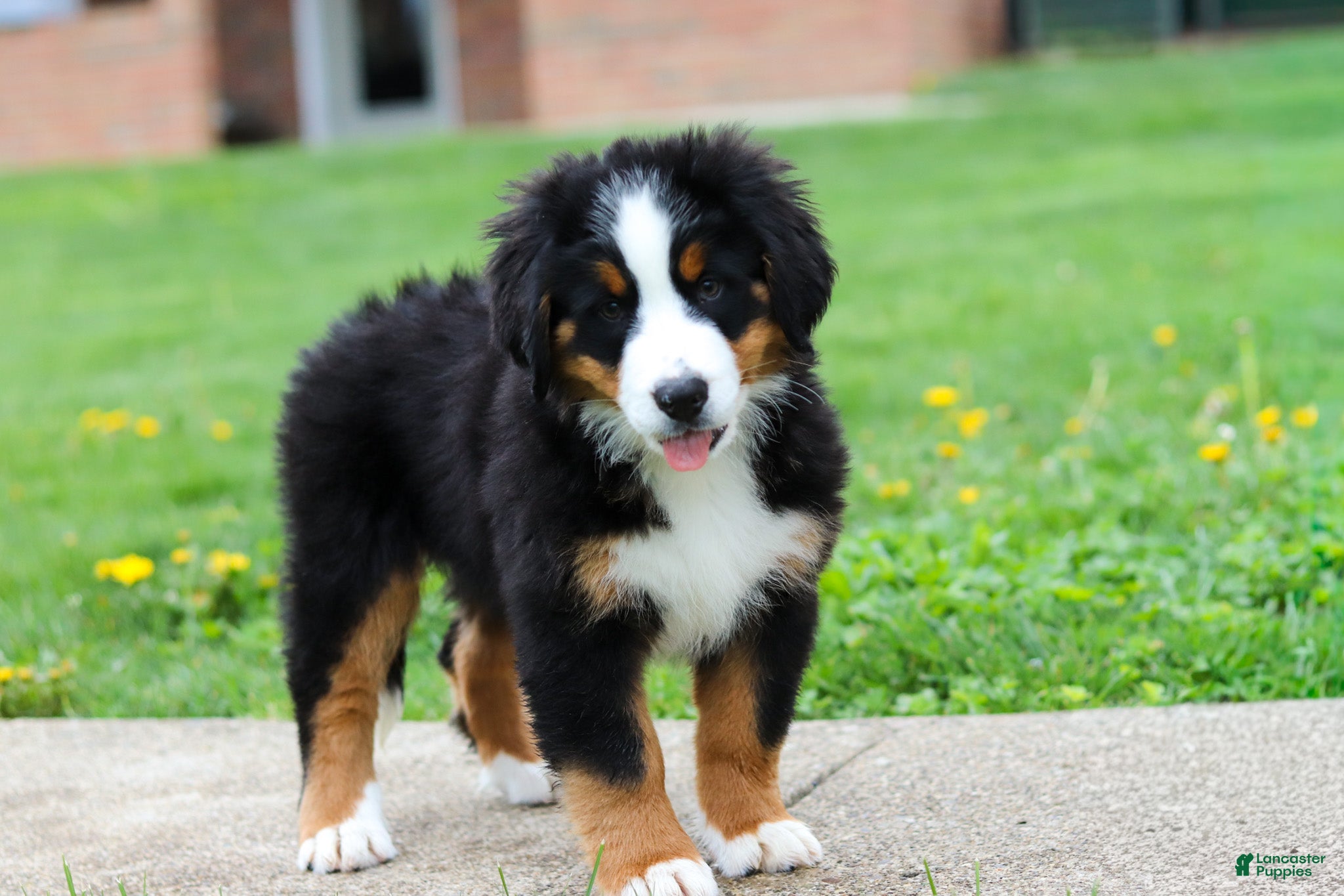 Bernese Mountain Dog dogs Casey - Ad 2
